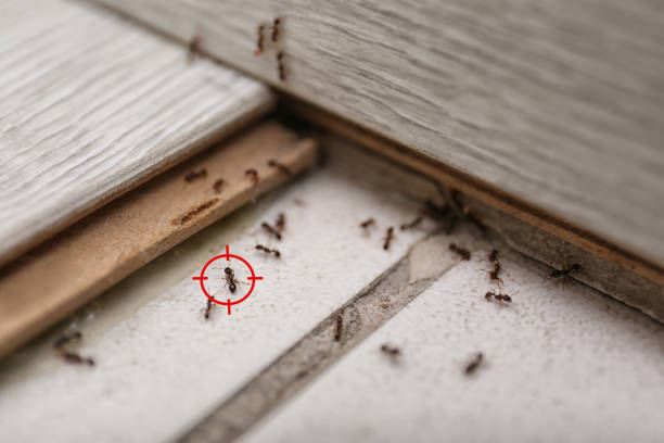 Best Mosquito Control Services  in West Salem, WI