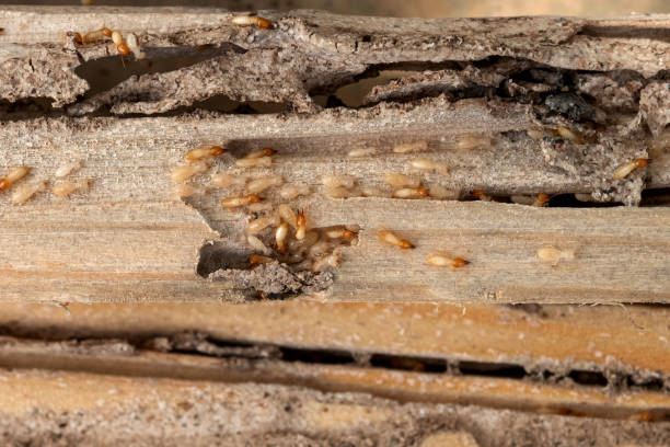 Best Spider Control Near Me  in West Salem, WI